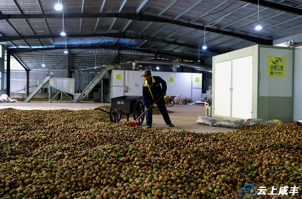 咸丰建成4条油茶鲜果自动脱壳生产线