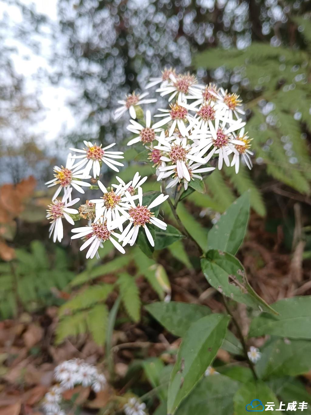 图2 三脉紫菀。.jpg