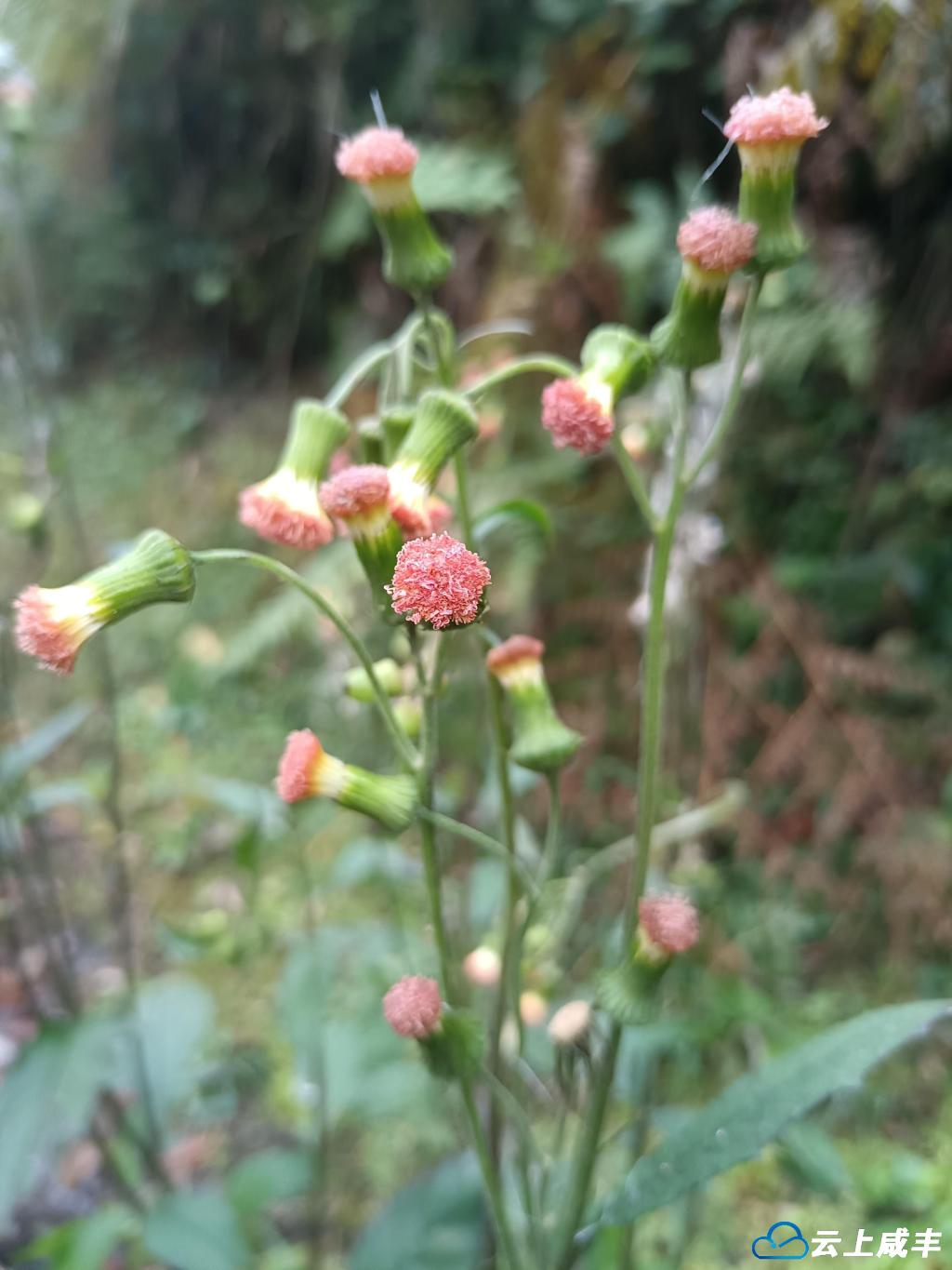 图4 野茼蒿。.jpg