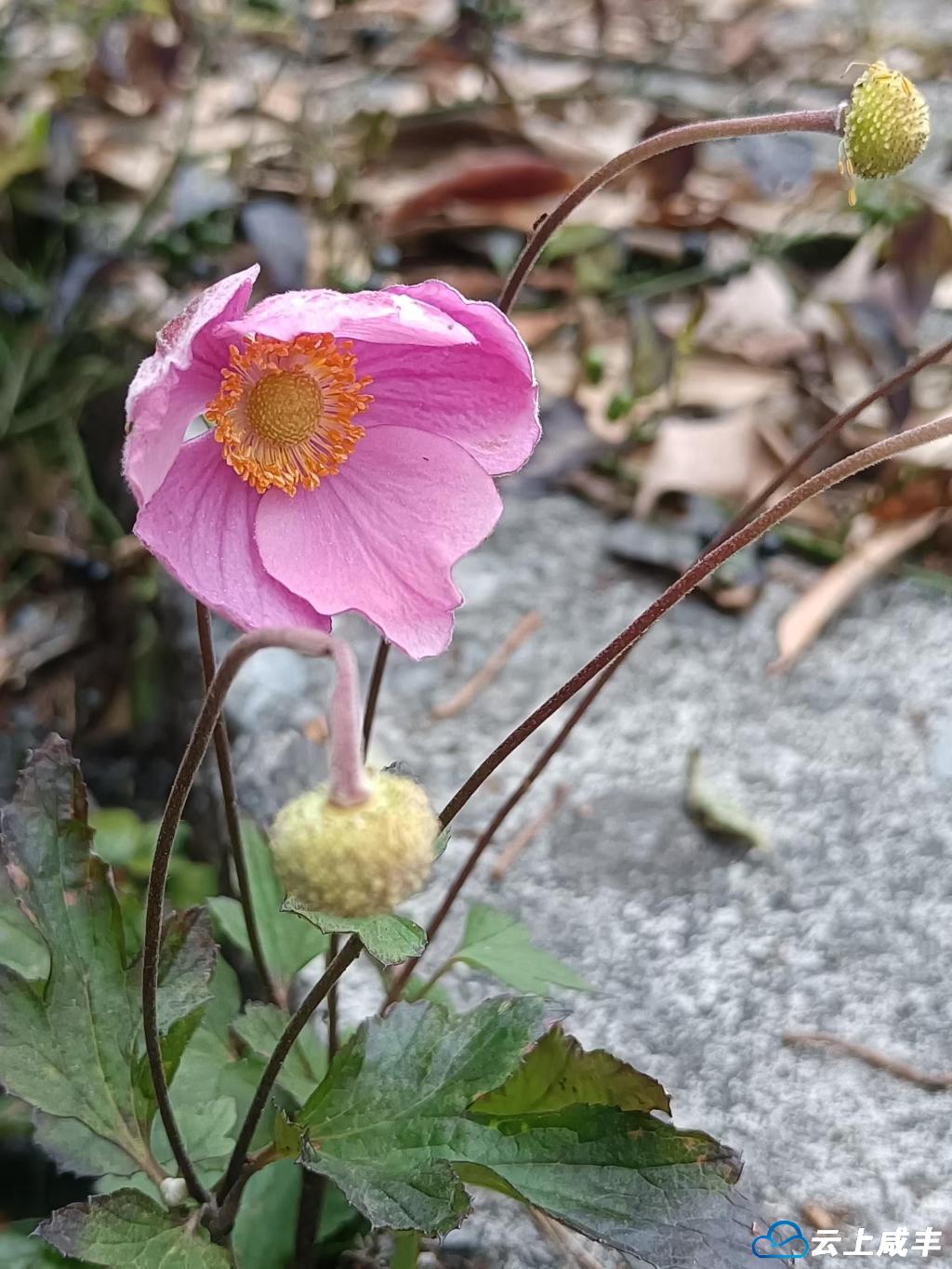 图5 野棉花。.jpg