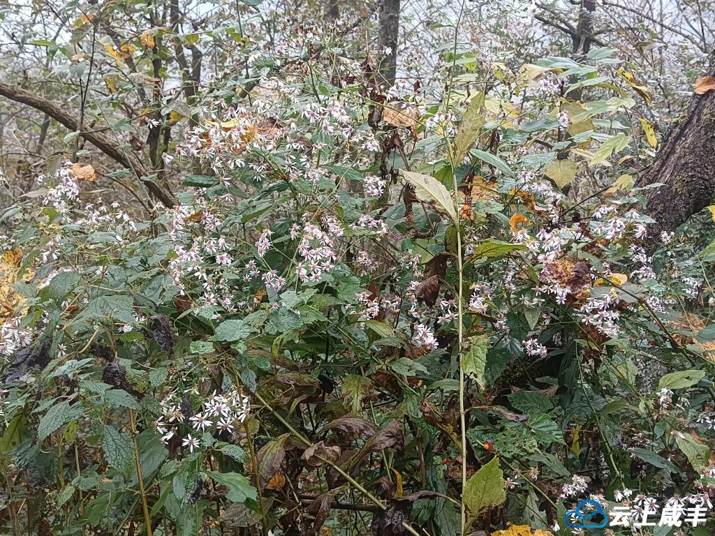 武陵山中，冬不萧瑟！