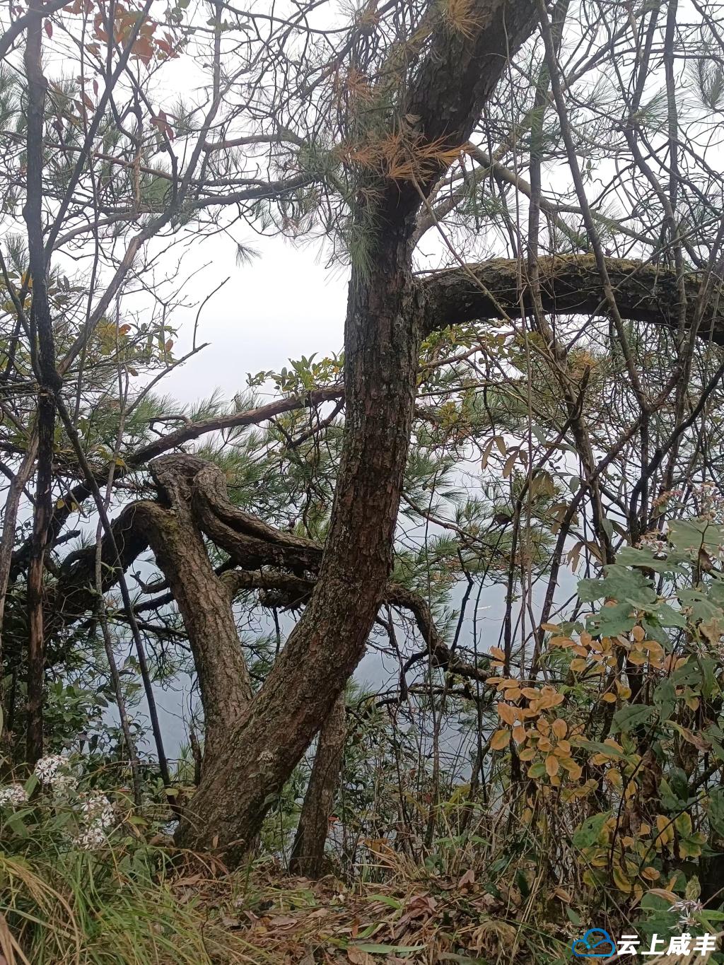 咸丰后山两株孪生马尾松“满脸沧桑”“哥俩好”