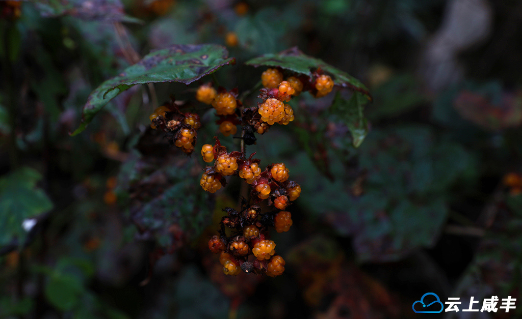 组图｜秋染后山意正浓