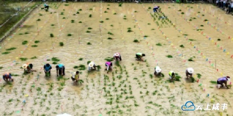 3 插秧节.jpg 3 插秧节.jpg