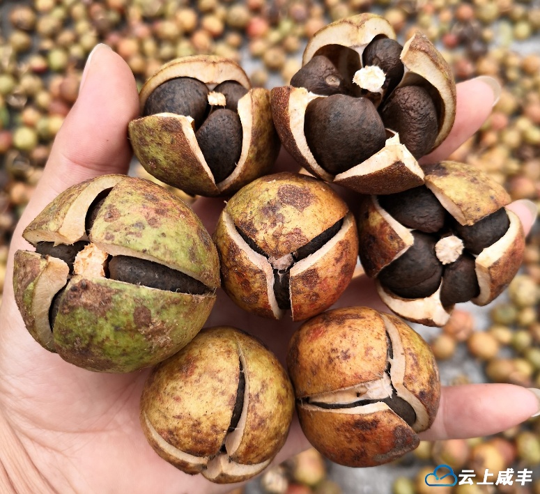 咸丰榨油生意旺