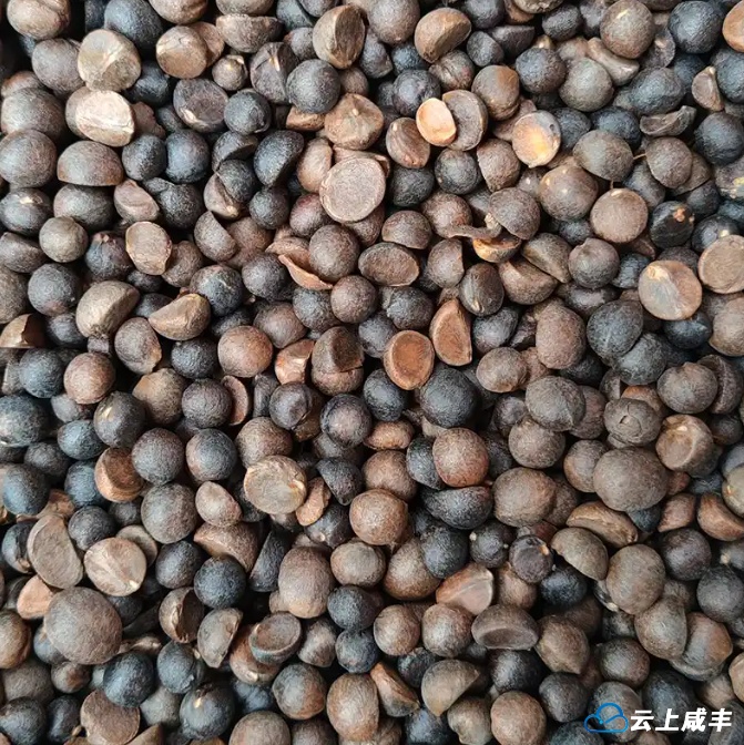 02 油茶籽。通讯员杨琼 摄.png