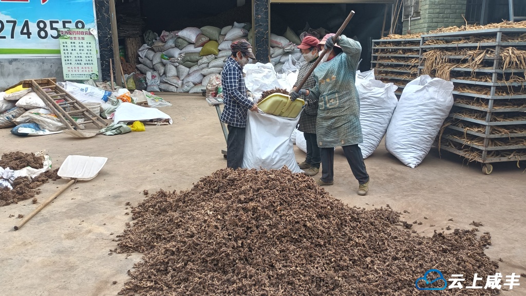 忠堡一加工厂年收购加工销售中药材超千吨