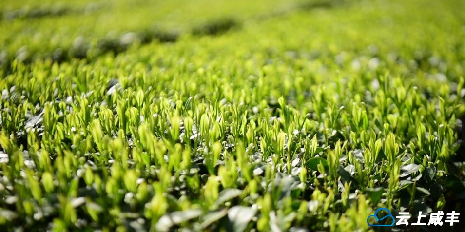 咸丰上榜全国“2024年茶业重点(原百强)县域”