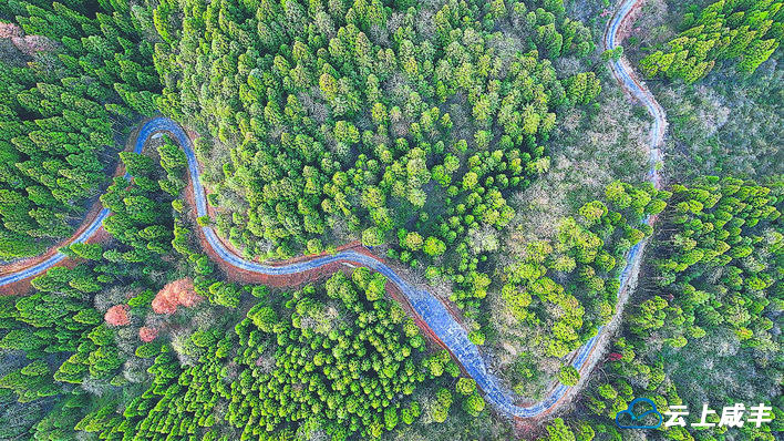 守护绿色生命线  ——咸丰县建强森林防火阻隔系统