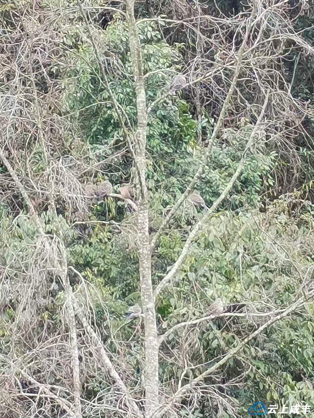 观鸟：迷彩斑鸠