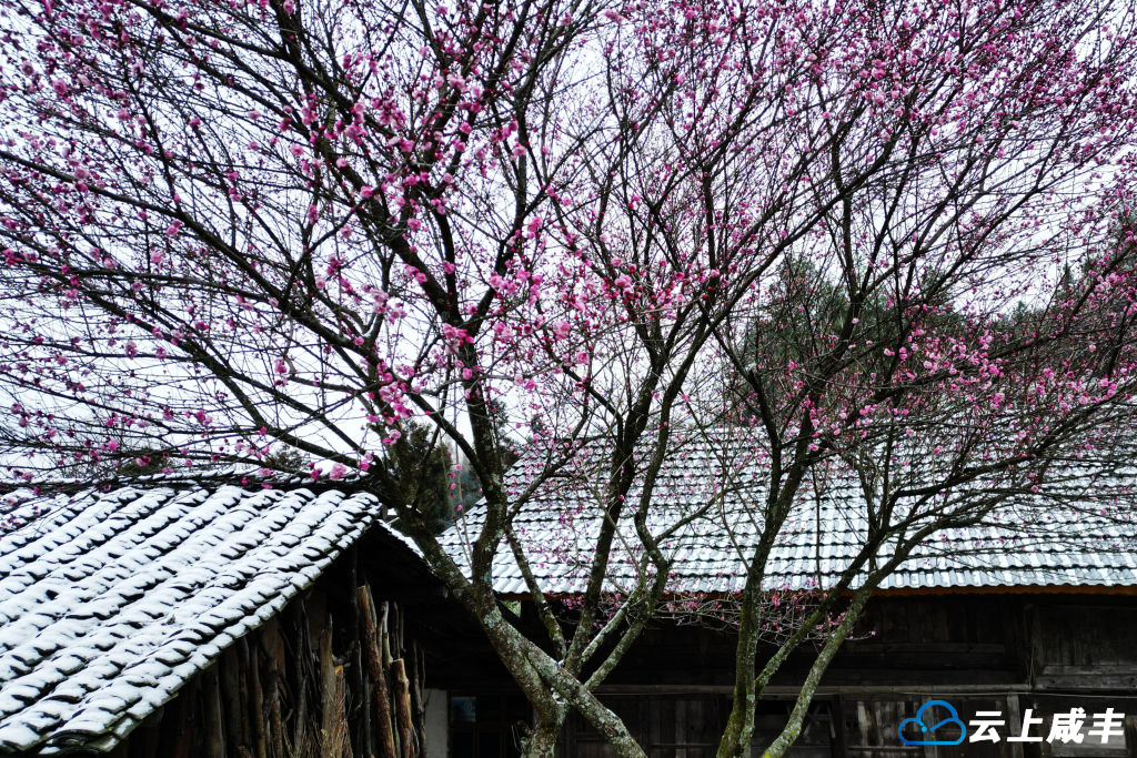 咸丰：白雪邂逅红梅