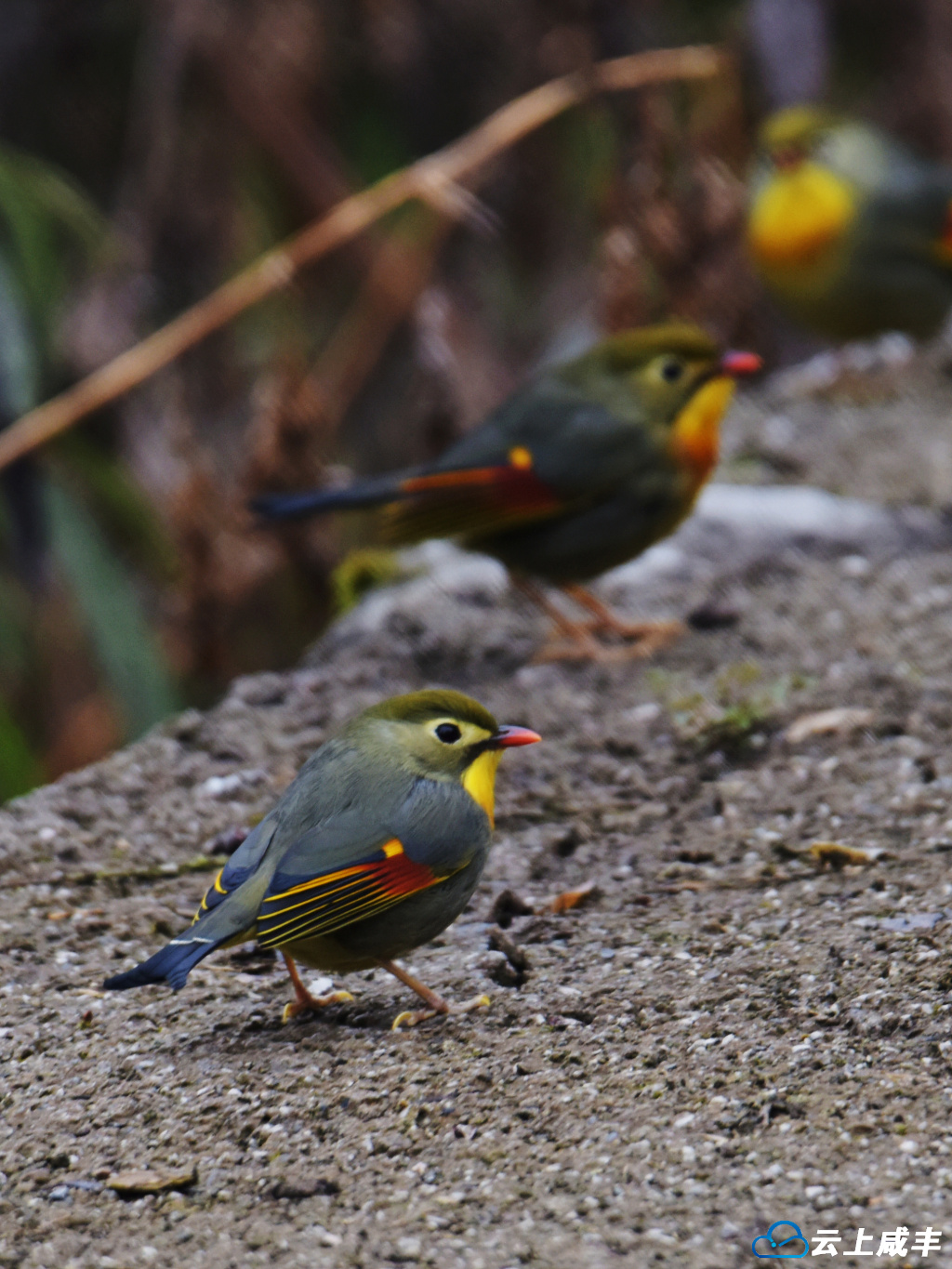 LWJ_2492_副本_副本.jpg LWJ_2492_副本_副本.jpg