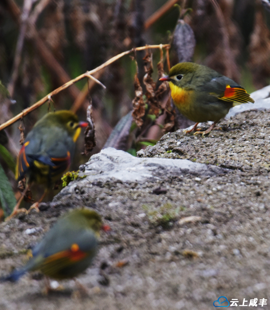 红嘴相思鸟又回来了！
