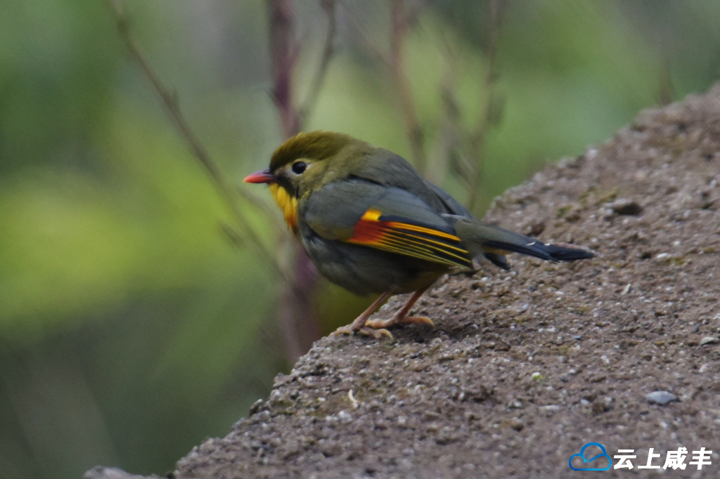 LWJ_2498_副本.jpg LWJ_2498_副本.jpg