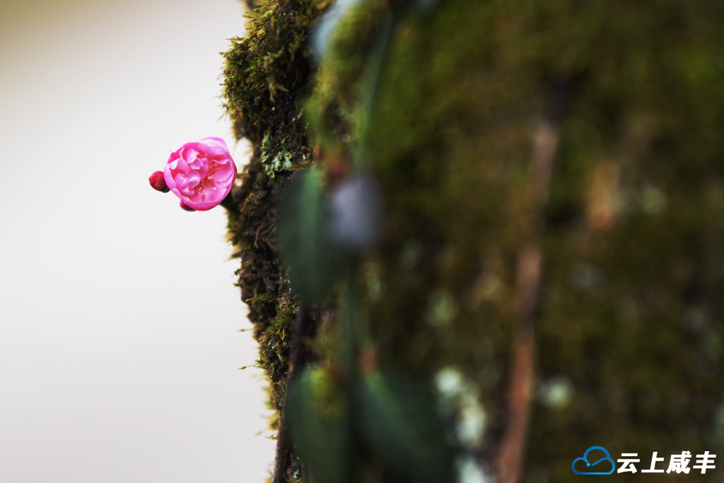 LWJ_2447_副本.jpg LWJ_2447_副本.jpg