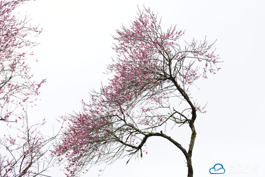 LWJ_2438_副本.jpg LWJ_2438_副本.jpg