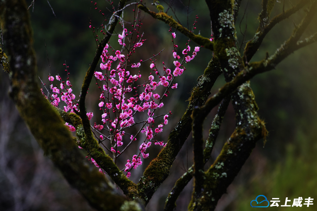 白地坪村：“梅”开眼笑把春报