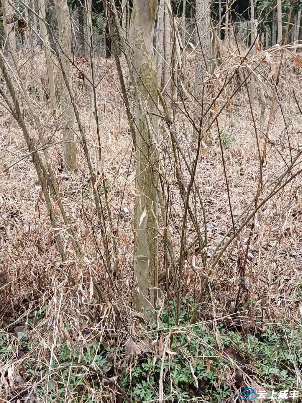 曲江：把准春时 培育紫薇