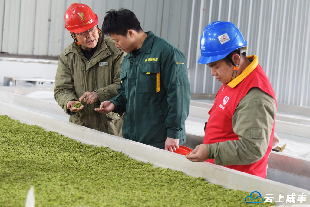 咸丰御硒源：蛇年第一锅春茶抢鲜出炉