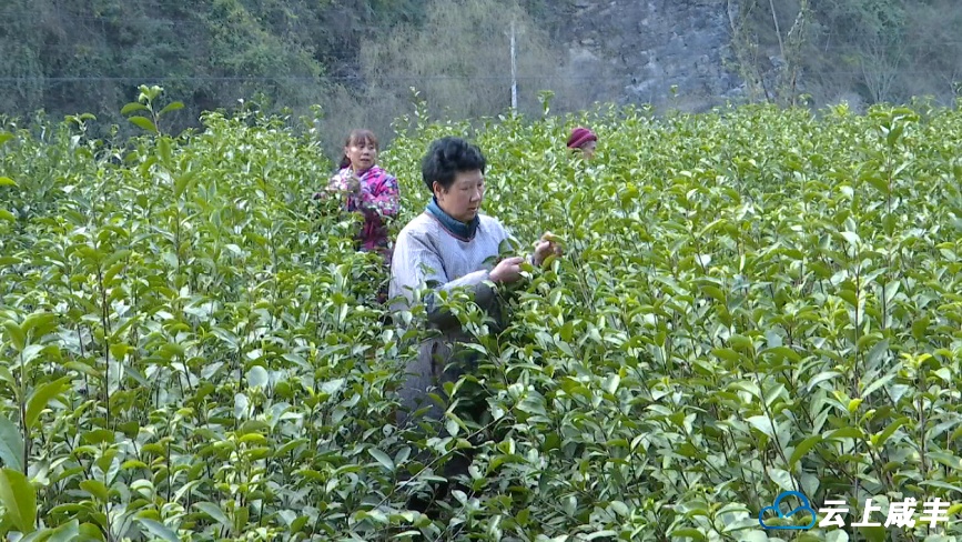 咸丰第一波春茶开采