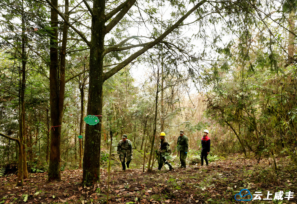 高乐山白果坝村：1612亩野生红豆杉群落受保护