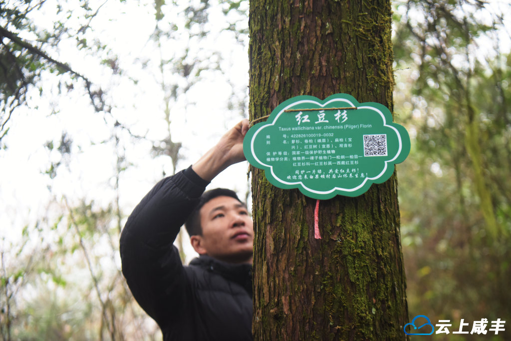 咸丰对白果坝千亩野生红豆杉群实施集中专项抚育