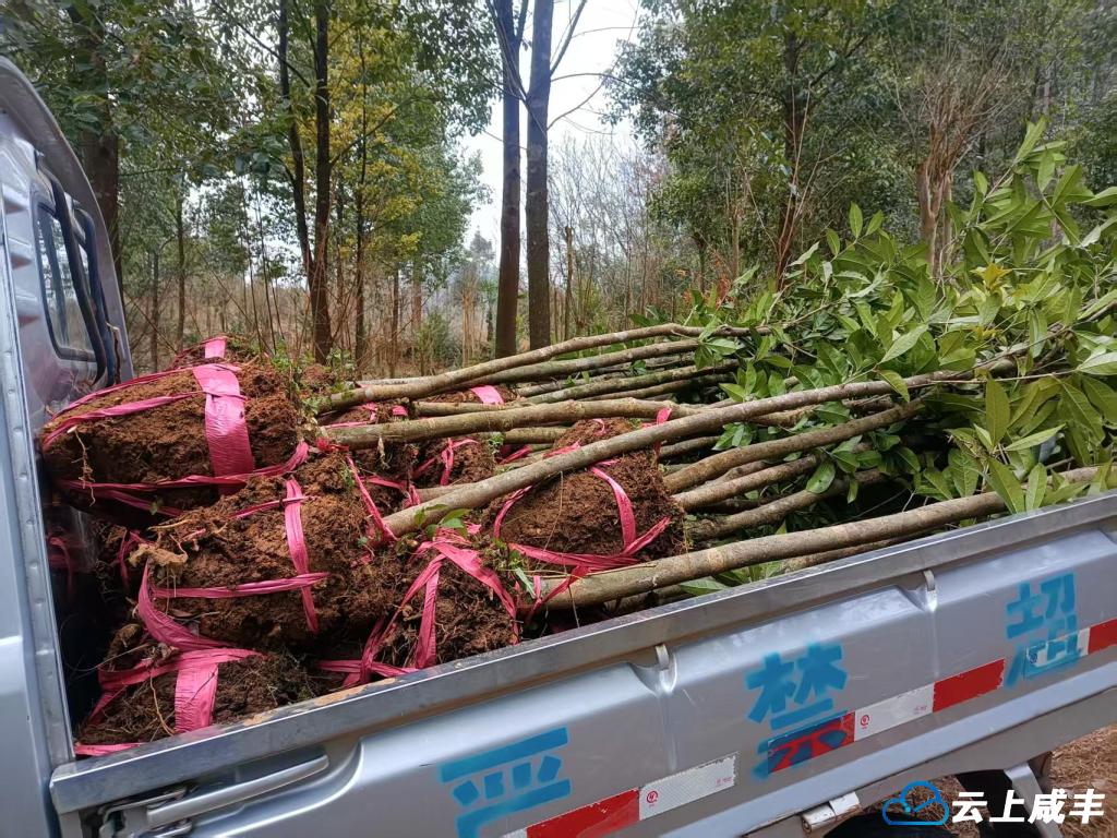 2 出售的桂花树。.jpg