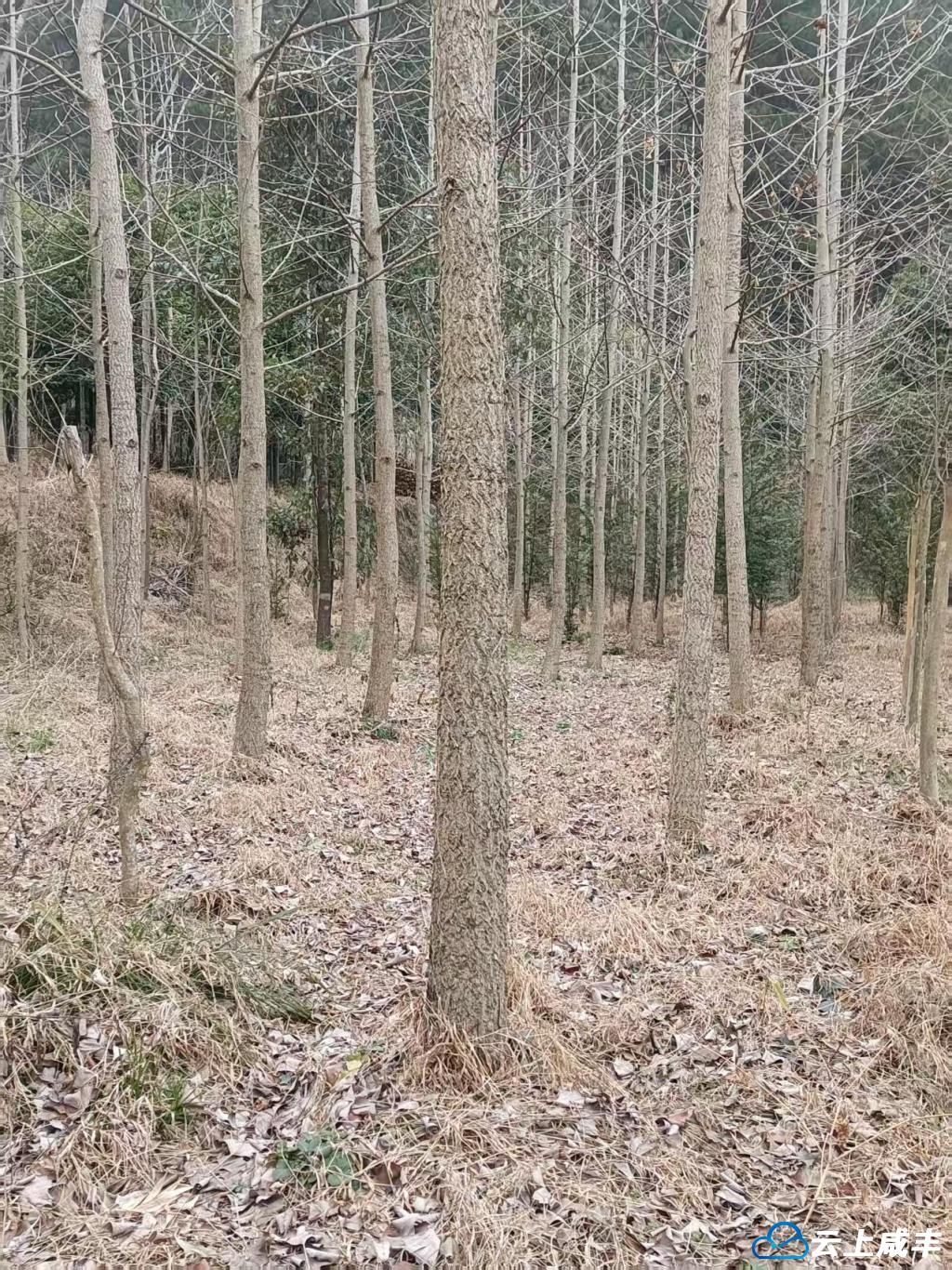 5 批发待售的银杏树。.jpg