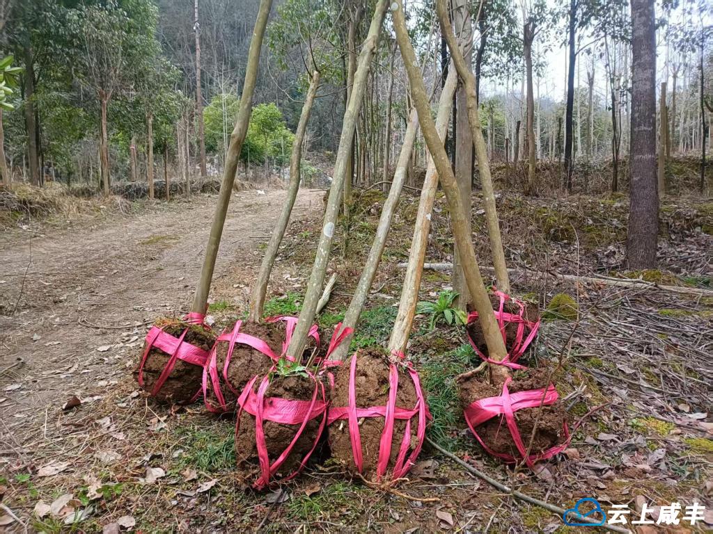 3 出售的紫薇树。.jpg