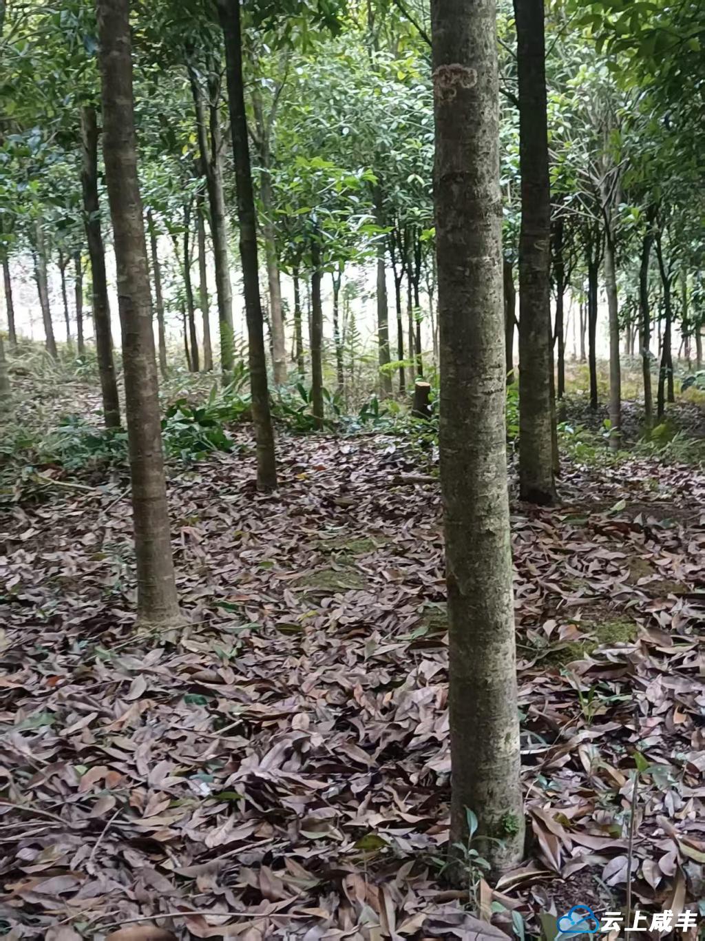 7 批发待售的桂花树。.jpg