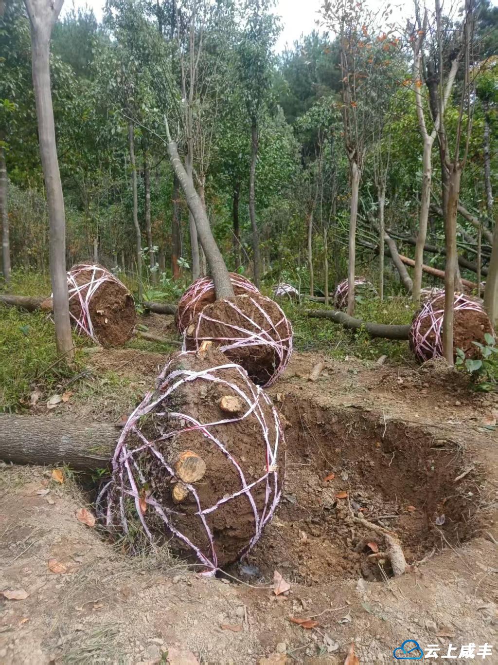 植树正当时！咸丰一农庄绿化树俏销