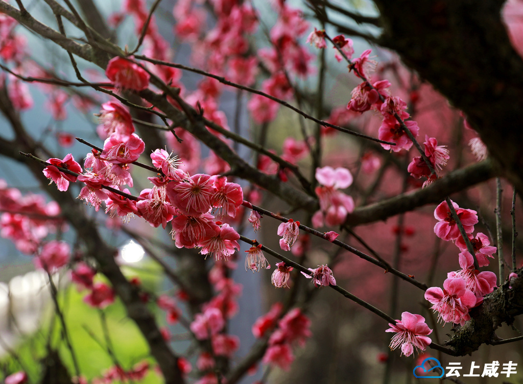 “梅”好时节！快来梅子坪村打卡春天