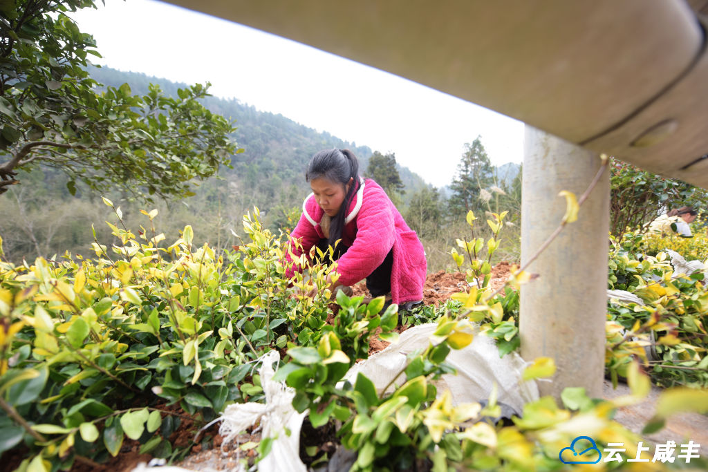 唐崖：旅游公路添新绿