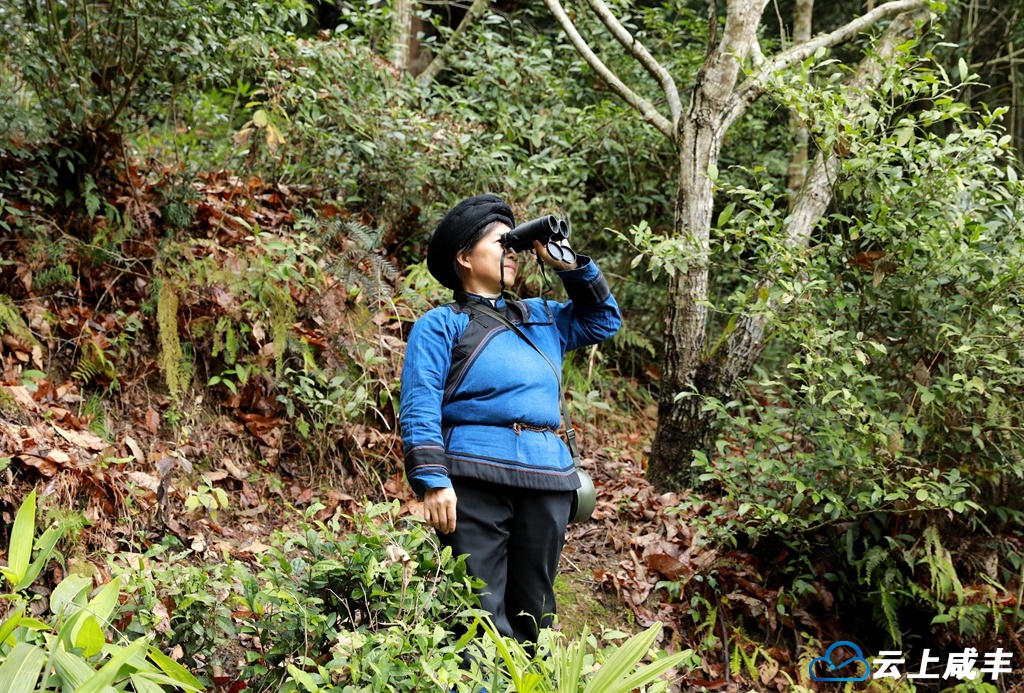 吴清香借助望远镜巡护较远的山林。文朝顺 摄_副本.jpg