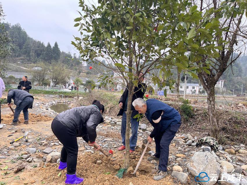 朝阳寺：植树添新绿