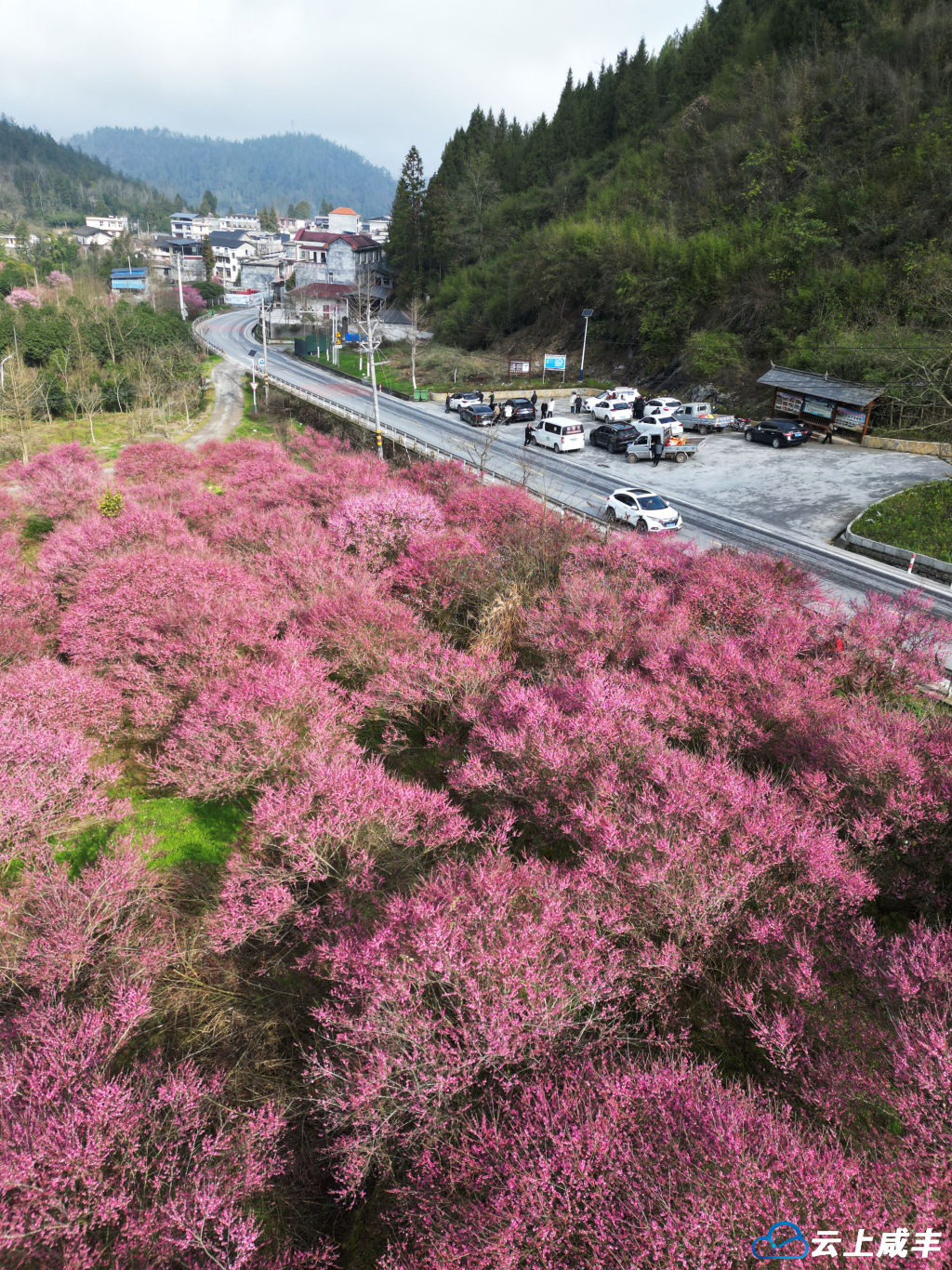梅子坪村：梅花遍地开  古宅焕新颜