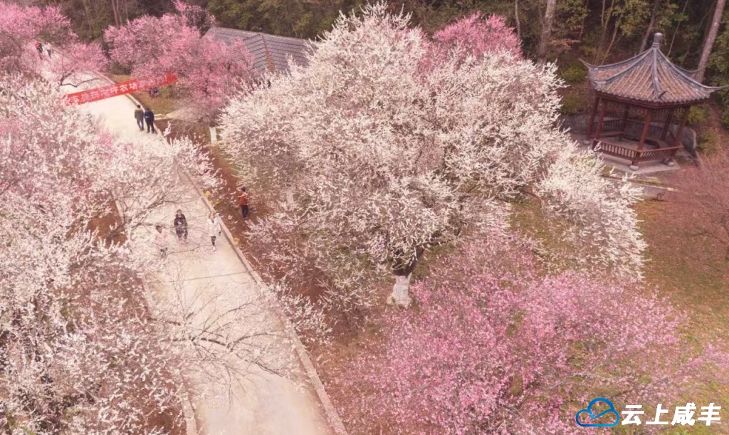 高乐山镇白地坪村：梅花灿烂 春早人勤