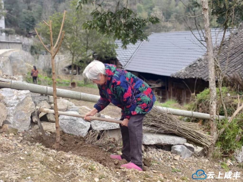 小村开展义务植树活动