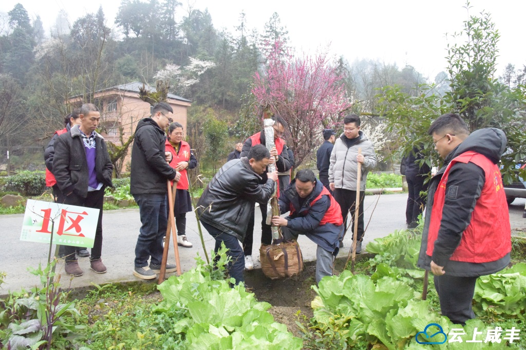 黄金洞党员干部为麻柳溪村添绿