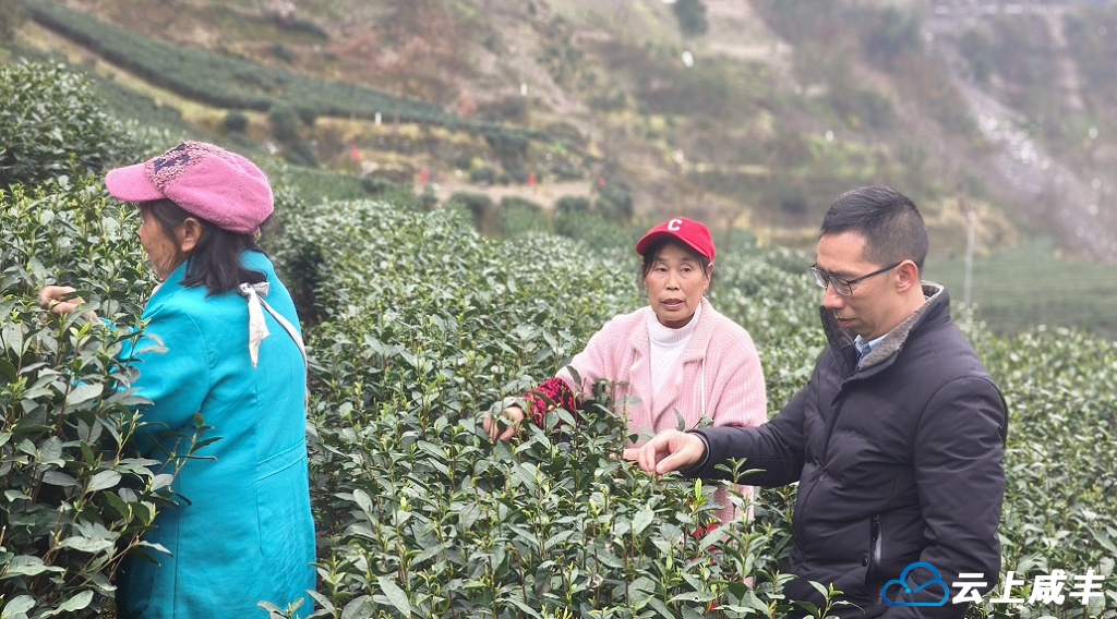 晓溪村民采茶忙