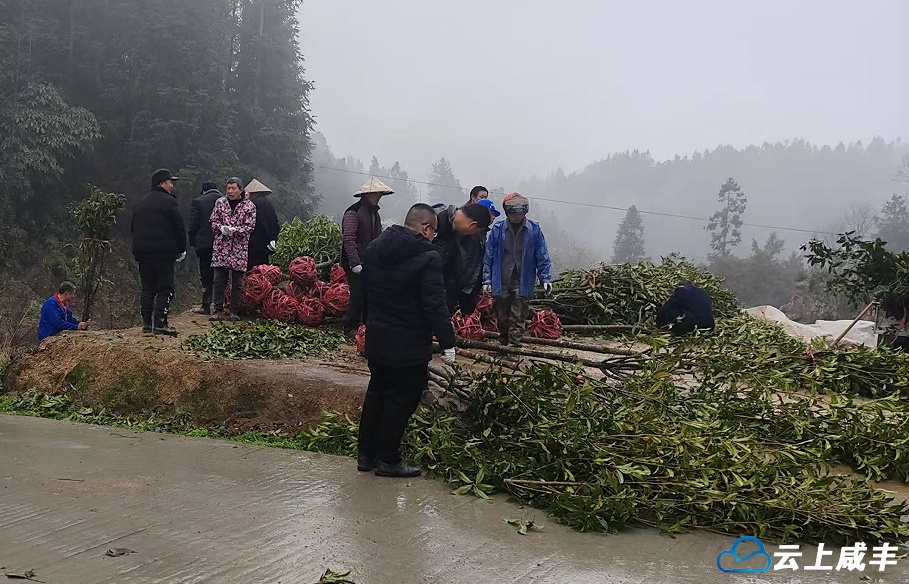 活龙坪乡玉盘村栽种桂花60株
