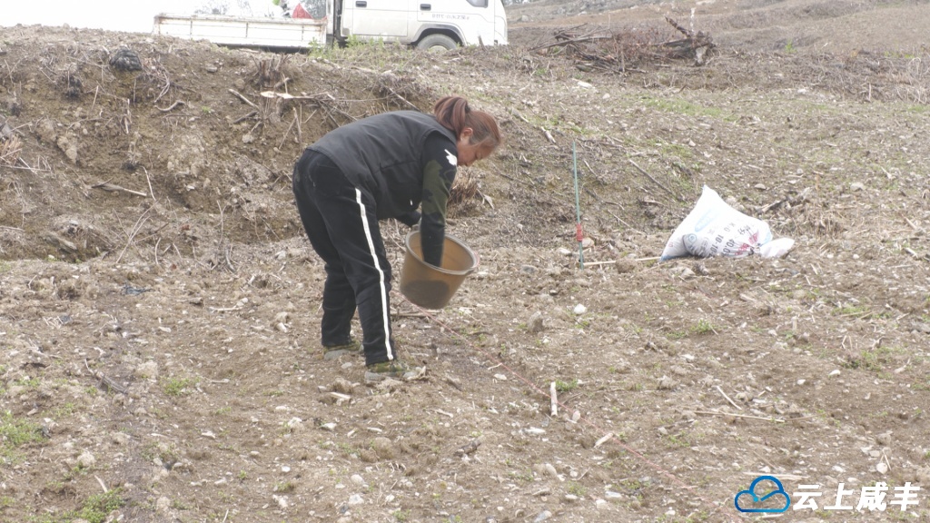 高乐山镇烤烟生产起垄忙