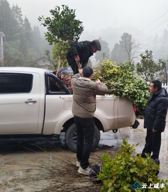 杨泗坝社区义务植树