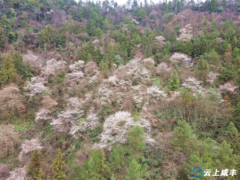 唐崖镇龙潭坝：野樱桃花亮出乡村春日生态旅游亮丽名片
