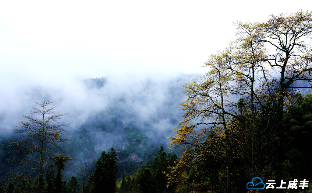 檫木花开金满山