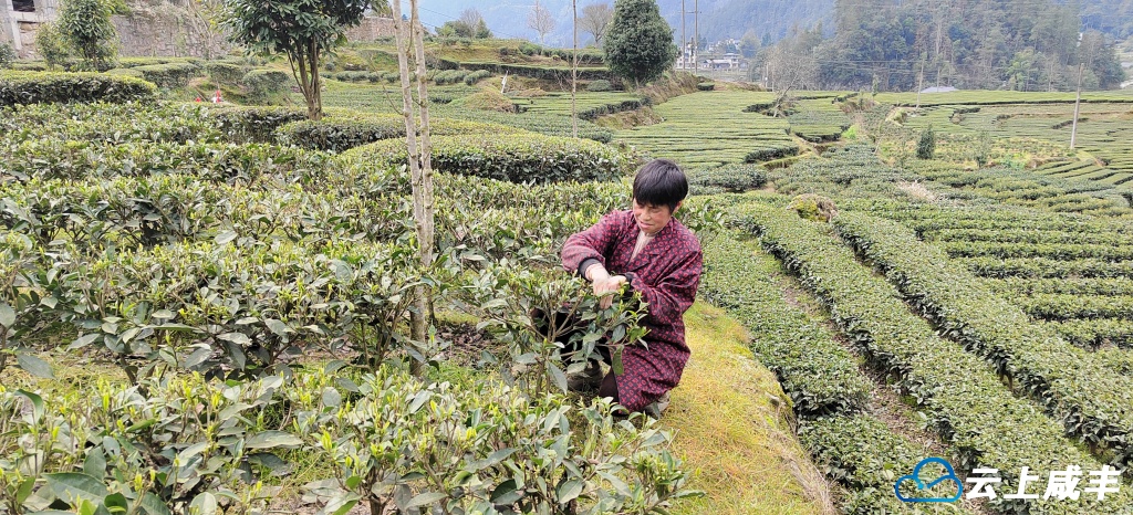 清坪：春茶飘香采摘正当时