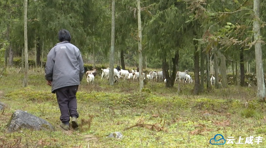 咸丰牧羊人吴树桥