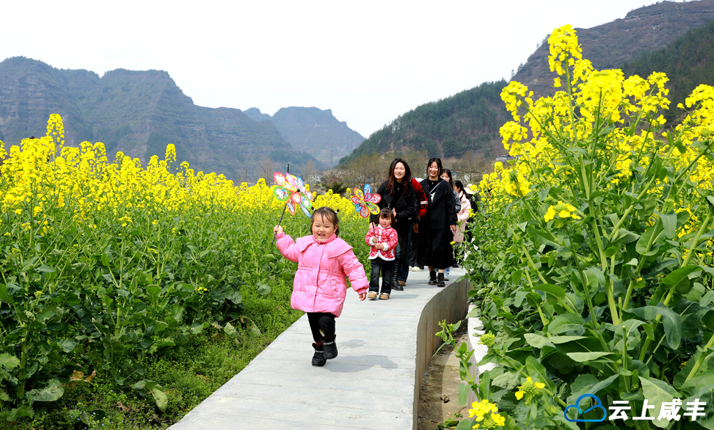 大路坝：金色花海引客来