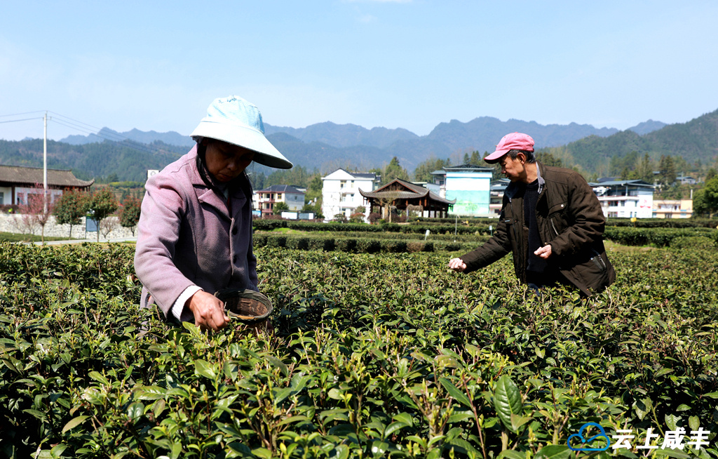 高乐山龙坪村：5600亩春茶抢“鲜”开采