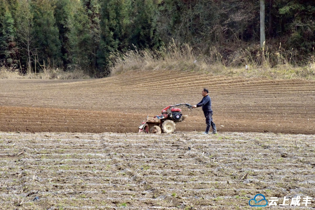 黄金洞：烤烟春耕备耕忙